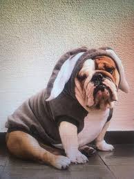 Cutest Easter Bunny Ever Adorable English Bulldog Photo Pets Dogs Breeds Cute Dogs Bulldog