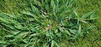 We did not find results for: Arizona Weed Control Service Phoenix Weed Spraying Company
