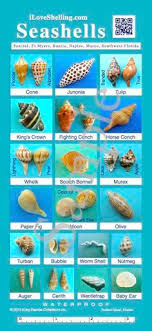 Fighting conch shell crafts with resin molding. Diana Holcomb Dianaholcomb92 Profile Pinterest