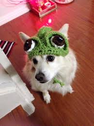 Pascal The Dog Dogs Dog Hat Dog Blog