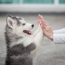 A snowy faced, furry, bright eyed eskimo dog. Siberian Husky Pdsa