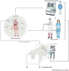 Image result for Striga baumannii