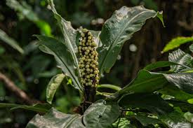 Image result for Palisota schweinfurthii