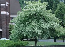 This is where the name washington hawthorn came from. Crataegus Phaenopyrum Landscape Plants Oregon State University