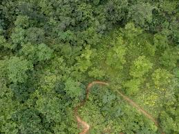 Trees Top View Forest Landscape Architecture Design Landscape Architecture Graphics Trees Top View