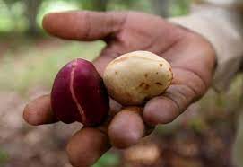 All You Need To Know About This Nut Called Kola In Kwale Tribal Culture Body Illness Need To Know