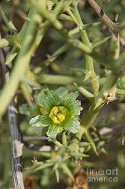 Image result for Acanthosicyos