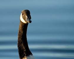 Goosebuster To The Rescue How To Get Rid Of Canada Geese Audubon