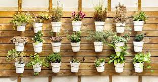 This garden is not mine. 4 Tips To Create A Garden At Home