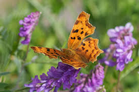 Image result for Polygonia c-album