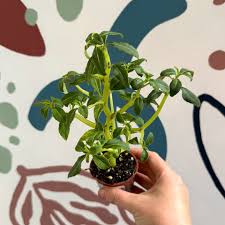 Image result for Impatiens keilii