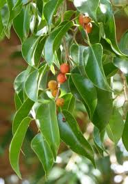 Image result for Ficus saussureana