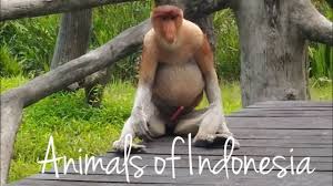 Here are just a few of native animals of indonesia: Amazing Animals Of Indonesia Youtube