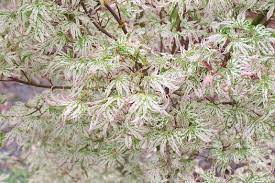 Acer Palmatum Ukigumo Floating Cloud Tree Floating Clouds Maple Plant Lust