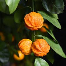 Image result for Citrus × aurantium