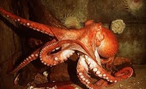 How Many Arms Does An Octopus Have Only Six The Other Two Are Legs Say Scientists Octopus Octopus Pictures Sea Creatures
