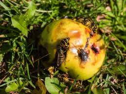 If you are allergic, you should spray your clothes every few hours when you are out on the patio. How To Keep Wasps From Fruit Preventing Wasps In Fruit Trees