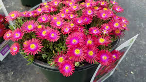 Vergleiche preise für garden rocks und finde den besten preis. Delosperma Jewel Of Desert Garnet Ice Plant Amazingly Bright Drought Tolerant Perennials Youtube
