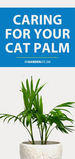 Caring For Your Cat Palm Palm Plant Care Gardening Tips Gardening For Beginners