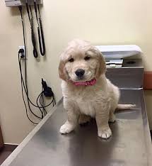 Golden retrievers originated from the scottish highlands, where they were used primarily as hunting dogs. Brooklyn Ny Golden Retriever Meet Nala A Pet For Adoption