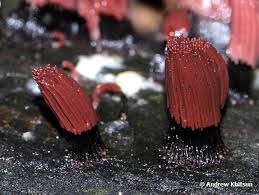 Image result for Stemonitis fusca