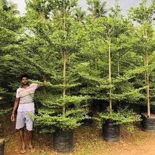 Image result for Terminalia