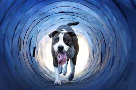 Hondenbelasting is een gemeentelijke belasting. Een Hond In Huis In Vijfheerenlanden Kost Het Niets Meer Maar In Gorinchem En Hardinxveld Wel Rivierenland Ad Nl