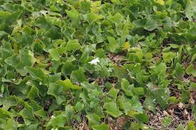 Image result for Coccinia sp. A