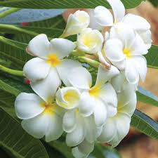 Frangipani Obtusa Garden Express