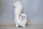 British Longhair Cats For Sale | UK Pets