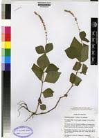 Image result for Pupalia micrantha