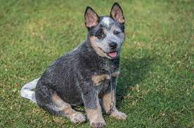 He is backed up on all his shots and deworming. Blue Heeler Puppies For Sale Near Me Online Shopping