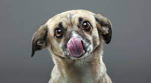 Why Is My Dog Licking Ears 6 Reasons A Dog Will Lick Nibble Ears