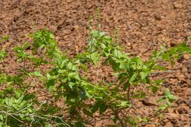 Image result for Tragia hildebrandtii