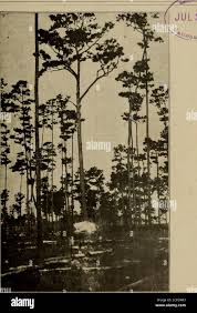 The Oölogist for the student of birds, their nests and eggs . any ofthe  following complete volumes: Oolo-gist, 1903 to 1912 inclusive? J. WAR-REN  JACOBS, Waynesburg, Pa. WANTED—Sets or singles of