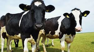 Of the cuts noted on the front page individually, the cost per lb. From Two Bulls 9 Million Dairy Cows