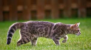 Postur dan perawakannya gagah, besar, dan panjang. Daftar Harga Kucing Bengal Hari Ini Mei 2021 Terbaru Ulasanharga Com