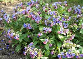 Pulmonaria Officinalis Das Gefleckte Lungenkraut Bienenfutterpflanze Pflanzen Lungenkraut Garten Pflanzen