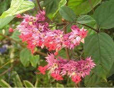 What is a climbing plant? 100 Vines In The Philippines Ideas In 2021 Vines Plants Planting Flowers