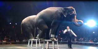 Universoul At 25 25 Times Universoul Was Hell For Animals Peta