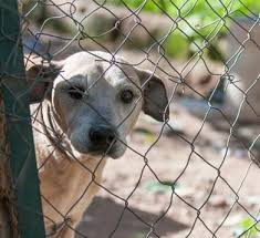 Wenn dein hund im garten oder in der wohnung ungewöhnlich viel bellt, dann ist das häufig ein zeichen dafür, dass er nicht genug ausgelastet ist. So Klappt Es Mit Dem Hund Und Der Nachbarschaft Vs