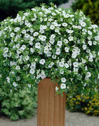 Image result for foto Million Bells