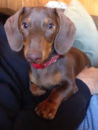 Black And Brown Mini Dachshund A Beautiful 6 Month Brown And Tan Mini Dachshund Named Mini Cooper Funny Dachshund Dachshund Lovers Dachshund Puppies