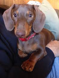 Dotson and dashound are just different ways of pronouncing the actual the hunting dog has short, brown/tan and black fur for camouflage in with the backgrounds. A Beautiful 6 Month Brown And Tan Mini Dachshund Named Mini Cooper Funny Dachshund Dachshund Lovers Dachshund Dog