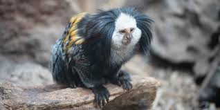 They reach sexual maturity at about the age of 1 year to 1 year and a half. Geoffroy S Marmoset Smithsonian S National Zoo