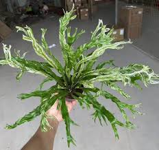 Image result for Asplenium barteri