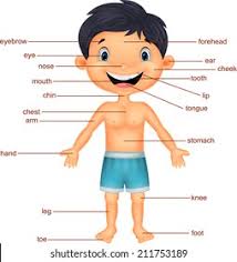 Meaning of girls body parts name in hindi. Body Parts Tamil Parts Of The Body Male