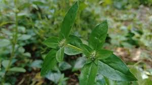Image result for Spermacoce mauritiana