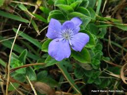 Image result for Barleria obtusa