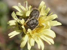 Image result for Tropinota hirta